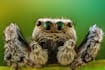 build a scrapy spider