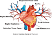 draw exercise, medical and anatomy illustrations