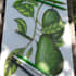 create watercolor or pencil drawn botanical illustrations
