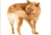 send you 10 Why Do Dogs Do That PLR Articles
