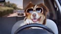 create this funny driving dog video ad for your business