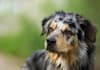 teach you how to stop any dogs barking problem humanely