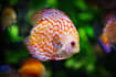 write engaging and useful articles on aquariums and fishes