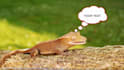 do this brainy brand awareness video