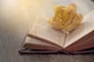 beta read and edit your full length novel, all genres