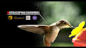 do vfx, rotoscoping, chroma keying professionally
