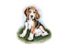 draw watercolor pet portrait