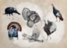 draw your character or asset designs