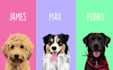 draw dog or any pet to cartoon portrait