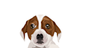 draw your pets into awesome vector potrait within 12 hours