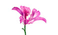 draw flowers or plants illustration for you