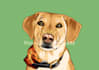draw your pet to cartoon