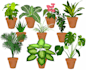 draw vector plants, fruits and vegetables illustration