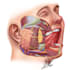 design medical and scientific illustration