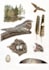 draw a scientific illustration