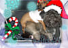 make you into a christmas card