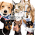 draw high quality vector art for your pet