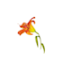 create beautiful hand drawn flower illustrations