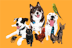 draw pet vector cartoon of dog, cat or any pet portrait in 24 hours