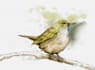 do realistic digital watercolor illustrations