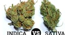 write SEO cannabis, hemp, cbd, and weed articles