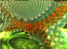 help you in biochemist and biology
