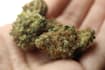 write cbd content for you