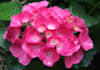 write a blog article on using florals to create home decor pieces arrangements, wreaths, centerpieces, etc