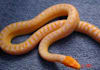 answer Any Question About Reptiles