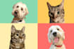 draw your dog or any pets into cartoon