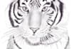 pencil shade your  picture