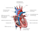 design attractive scientific and medical illustrations
