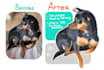 illustrate your pet in my own style