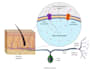 illustrate scientific figures for journal publications