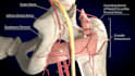 do high quality 3d medical animation and product modeling