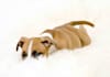 send you this Pitbull puppy file