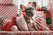 create an amazing  custom christmas video ad for your social media