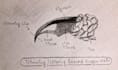 make amazing sketches and drawings