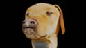 create 3d animal speaking to your live video