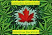 do cannabis cbd oil guest post on my cannabis blog