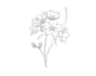 create your plants and flower in line art illustration