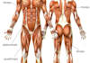 answer any question about the human body