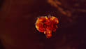 eye catching fire logo intro video animation