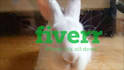 make this bunny licking your logo or text video