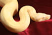 create a short reptile related video