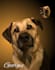 draw your pet photo into amazing cartoon portrait