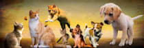 guest post on my active UK pet store blog