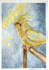 draw cute birds in watercolors