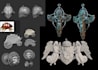 sculpt creatures, monsters, and fantasy 3d models