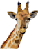professional animal digital illustrations custom designs